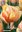 frühe gefüllte Tulpen Foxy Foxtrot Gr. 12+ (7 Stück)