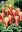 niedrige Seerosen-Tulpen Ancilla Gr. 12+ (7 Stück)