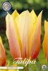 Spätblühende Tulpe Blushing Lady Gr. 12+ (7 Stück)