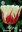 Spätblühende Tulpe World Expression Gr. 12+ (7 Stück)