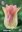 Lilienblütige Tulpen Elegant Lady Gr. 12+ Cremegelb mit Rosa Rand (7 Stück)