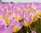 Botanische Tulpen Bakeri Lilac Wonder Gr. 6/7 Rosa Violett (10 oder 50 Stück)