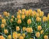 Botanische Tulpen Batalinii Bright Gem Gr. 6/7, Gelb/orange (20 Stück)