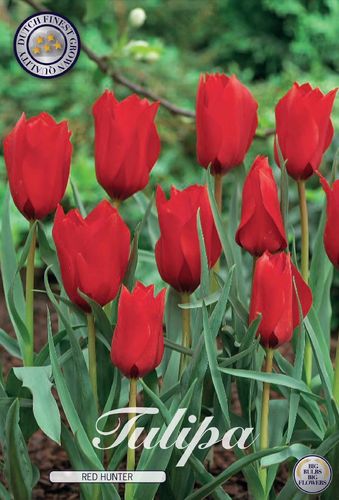 Botanische Tulpen linifolia Red Hunter Gr. 6/8 Rot (10 Stück)