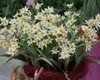 Botanische Tulpen Turkestanica Gr. 6/7, Weiss mit Gelb (10 oder 50 Stück)