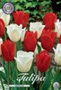 Tulpen Farbmix Amsterdam Gr. 12+ Rot und Weiss (10 Stück)
