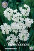 Blüht im Winter auf der Fensterbank:Weihnachts-Narzisse Paperwhite Grandiflora Gr. 15/17 (5 Stück)