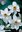 Weiße spätblühende duftende Dichternarzissen Recurvus, Zwiebelgröße 12-14, 20 Stück