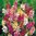 Ixia Klebschwertel gemischt Gr. 5/6 Mix - 50 / 500 Blumenzwiebeln