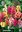 Ixia Klebschwertel gemischt Gr. 5/6 Mix - 50 Blumenzwiebeln