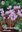 3 herbstblühende Alpenveilchen Hederifolium Gr. 15/20 Rosa