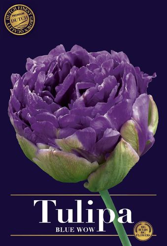 späte gefüllte Tulpen Blue Wow Gr. 12+ Lila (7 Stück)