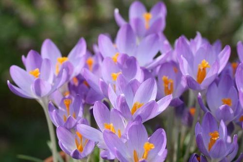 1000 botanische Krokusse "Barr´s Purple" Elfenkrokus Blumenzwiebeln Gr. 5/7