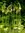 Allium Scorodoprasum (Schlangenlauch) Gr. 5+, Zierlauch 30/50/100 Stück