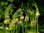 Allium Scorodoprasum (Schlangenlauch) Gr. 5+, Zierlauch 30/50/100 Stück