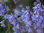 50 spanische Hasenglöckchen Scilla campanulata (auch: Hyacinthoides hispanica) blau Gr. 8-10