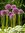Allium Pinball Wizard, Zierlauch Gr. 18 (3/ 10 / 50 Stück)