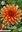 Orangefarbene Kaktusdahlie "Color Spectacle" (1 oder 3 Knollen)