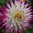 Weiße Kaktusdahlie mit lila Spitzen "Hayley Jane"