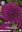 Purplefarbener Kaktusdahlie "Purple Gem" ( 1oder 3 Rhizome)
