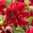 Anemonenblütige rote Dahlie "Inca" Ideale Bienenweide!