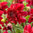 Anemonenblütige rote Dahlie "Inca" Ideale Bienenweide!