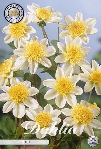 Weiß-gelbe anemonenblütige Dahlie "Toto"