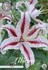 Orientalische Weiß-rote Lilie "Dizzy" (2 Stück) Gr. 16/18