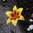 Gelbe Asiatische Lilie "Grand Cru" (2 Stück) Gr. 16/18