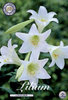 Weiße Osterlilie "Longiflorum" (2 Stück) Gr. 16/18
