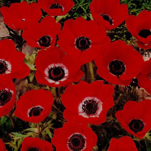 Rote Kronen - Anemone "De Caen Red"  (15 Stück)  Gr. 5/6