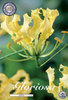 Gelbe Schmucklilie, Gloriosa Lutea (Ruhmeskrone) Gr. 12/15 -1 Rhizom-
