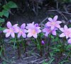 Habranthus Robustus/ rosa Feenlilie, rosa Regenlilie  (20 Stück) Gr. 7+