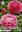 Ranunculus/Ranunkel rosa (10 Stück) Gr. 6/7