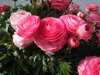 Ranunculus/Ranunkel rosa (10 Stück) Gr. 6/7