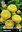 10 Ranunculus Asiaticus Yellow / Ranunkel Gelb Gr.6/7
