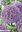 Hoher Zierlauch Allium Gladiator, Gr. 12-14 Lila (10 / 30 Stück)