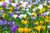 Botanische Krokusse Blumenzwiebeln Mix (ideal für die Wiese/Bienenweide) (100/500/1000/5000 Stück)