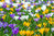 10000 botanische Krokusse  Mix Gr. 5/7 Blumenzwiebeln (ideal für die Wiese)