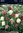 50 Fritillaria Meleagris, Fritillarien, Schachbrettblume Gr. 5/6