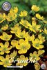 100 Blumenzwiebeln Winterlinge Hyemalis Gr. 4-5