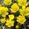 500 Blumenzwiebeln Winterlinge Cilicica Gr. 4-5
