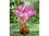 3 Blumenzwiebeln Riesen-Herbstzeitlose Giant (Naked Ladies) Gr. 20-24 amethyst - violett-weiß
