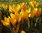 100 Krokus Blumenzwiebeln "Geel" Gr. 5/7, gelbe Blüte