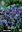 100 /200  Blausterne Scilla Siberica, Blau-Lila, Gr. 7-8