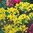 Allium Moly, Goldlauch, gelber Zierlauch Gr. 4-5 (100/500 Stück) Blumenzwiebeln