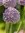 Allium ampeloprasum Ping Pong, rosa-weiss 100/500 Stück, geeignet als Schnittblume