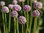 Allium ampeloprasum Ping Pong, rosa-weiss 30 / 100 / 500 Blumenzwiebeln, geeignet als Schnittblume