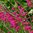 Wildgladiole Gladiolus communis byzantinus (Gewöhnlicher Siegwurz) 50 Blumenzwiebeln