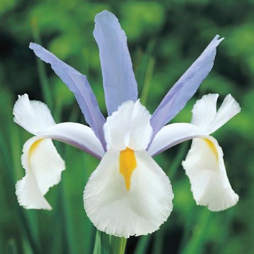20 Schwertlilien Iris hollandica Silvery Beauty